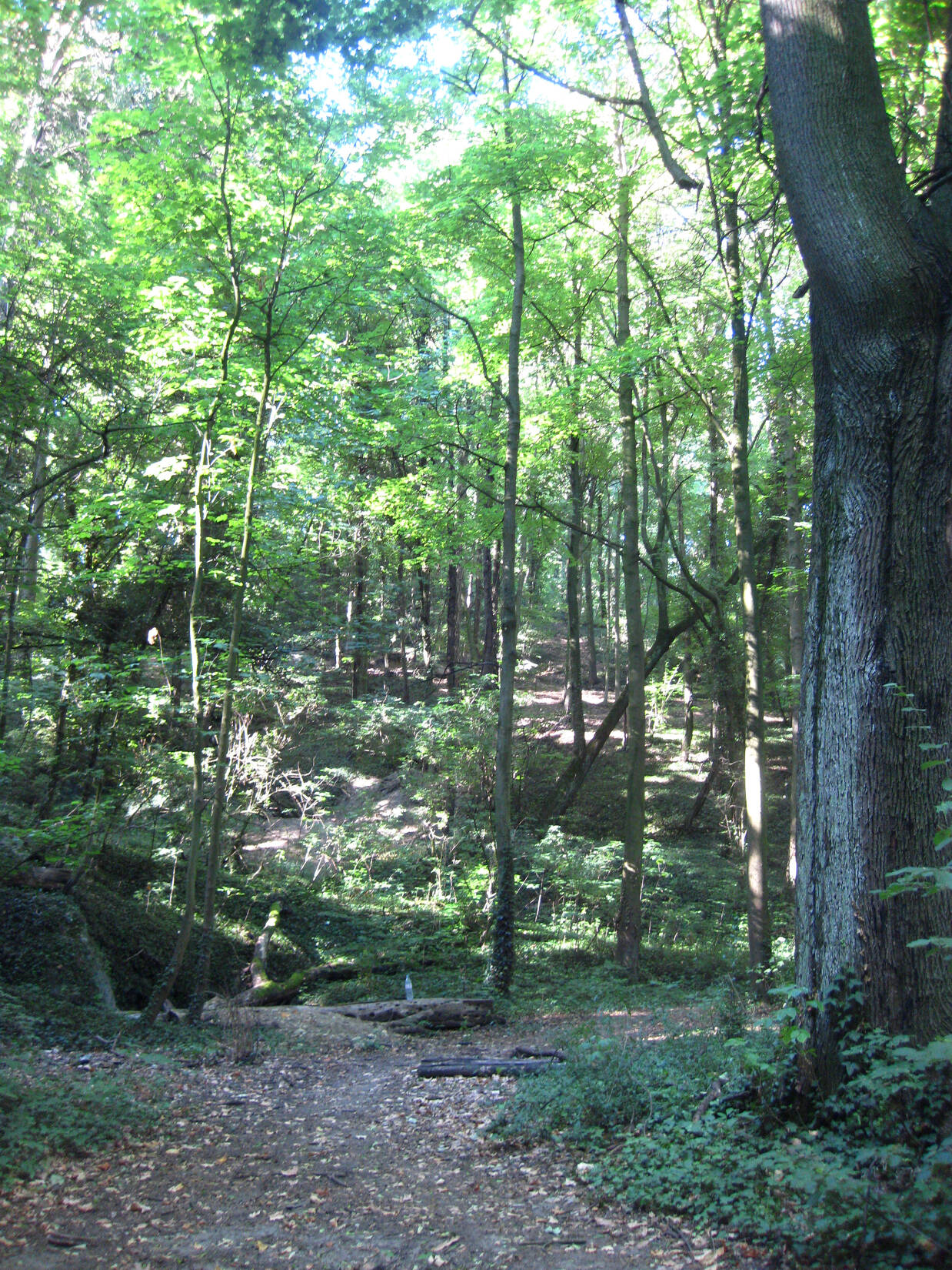 Etudes paysagères de Lyon 1er, 2e et 4e