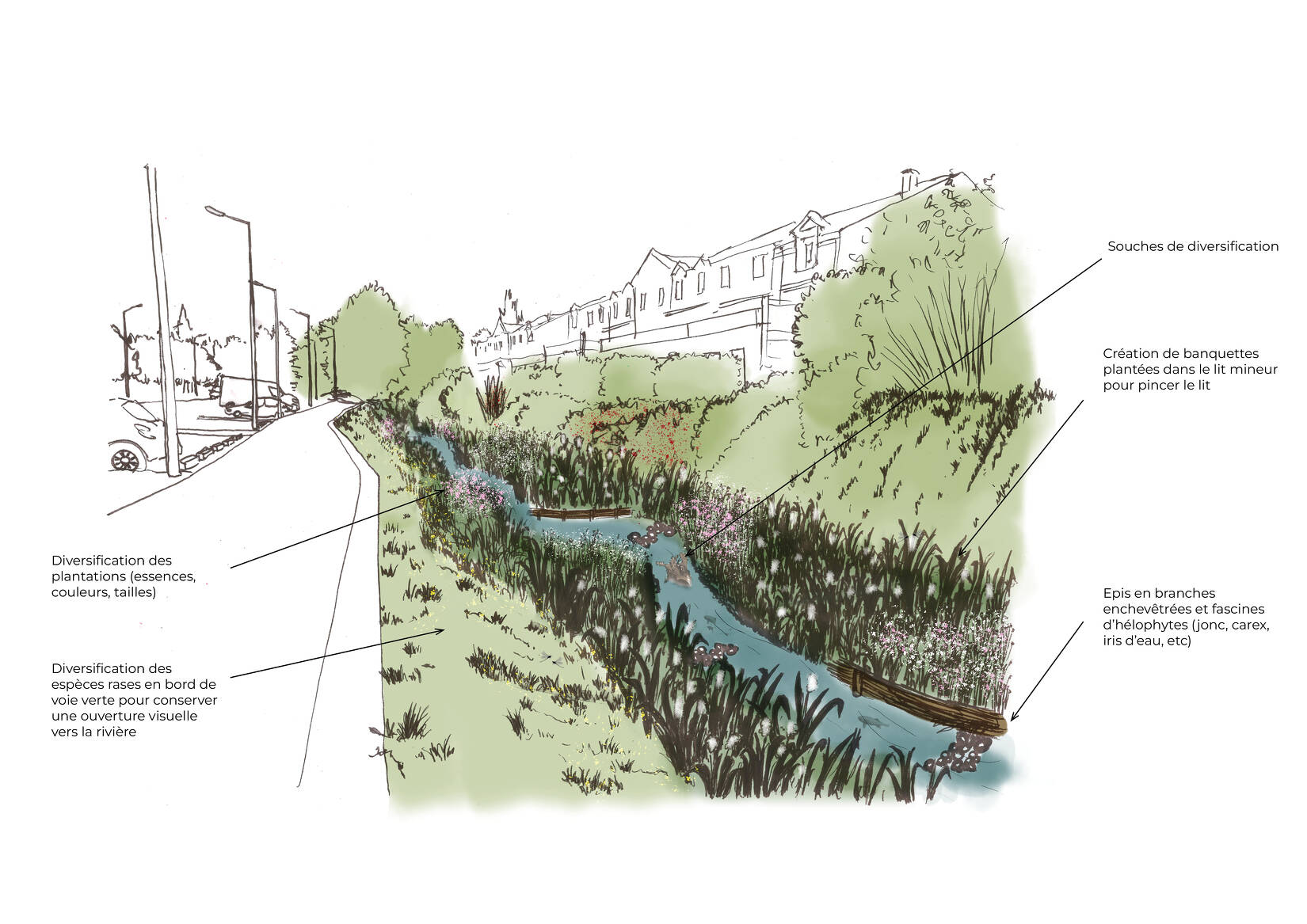 Restauration de la Reyssouze et du Dévorah