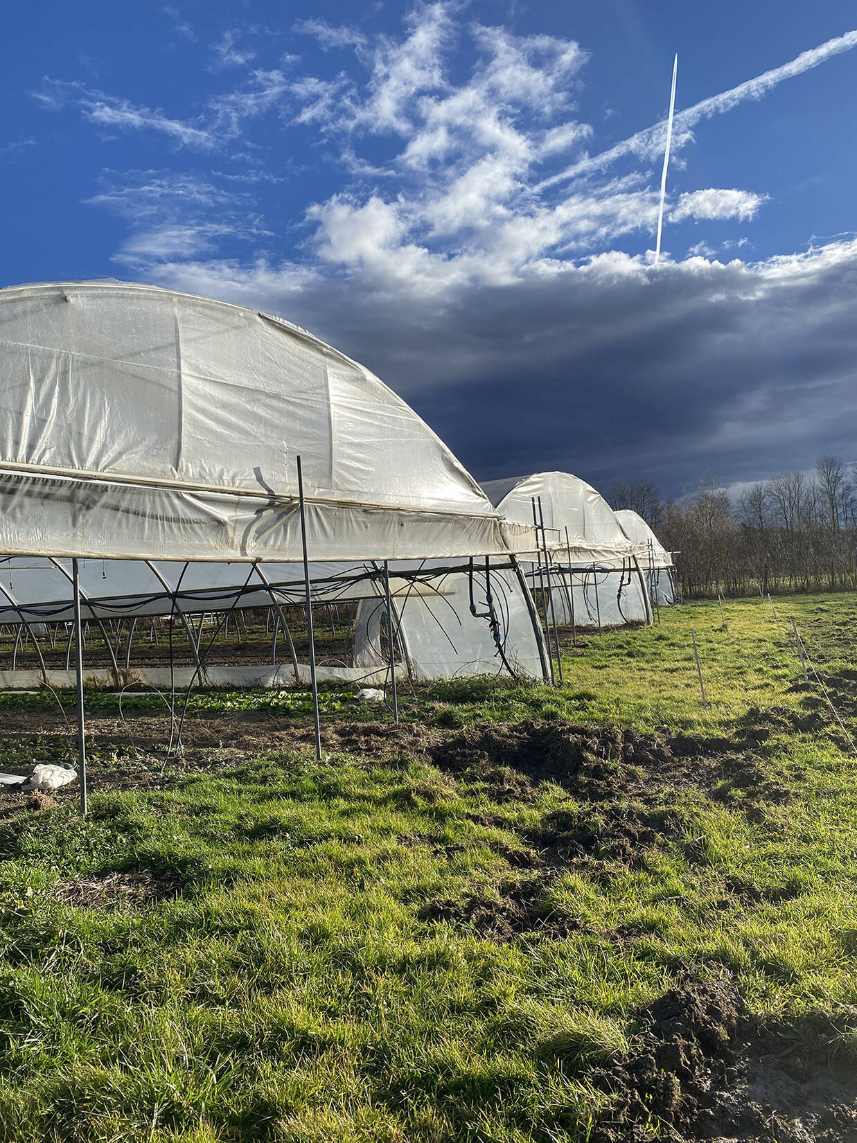 Projet d'extension d'une exploitation existante de maraîchage : le Marais des Mûres