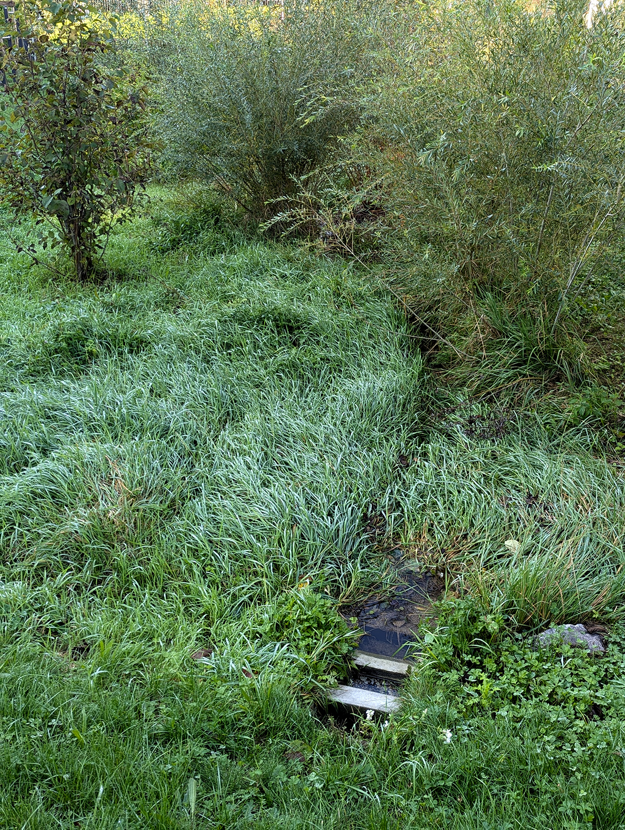 Ilot de la Plancha